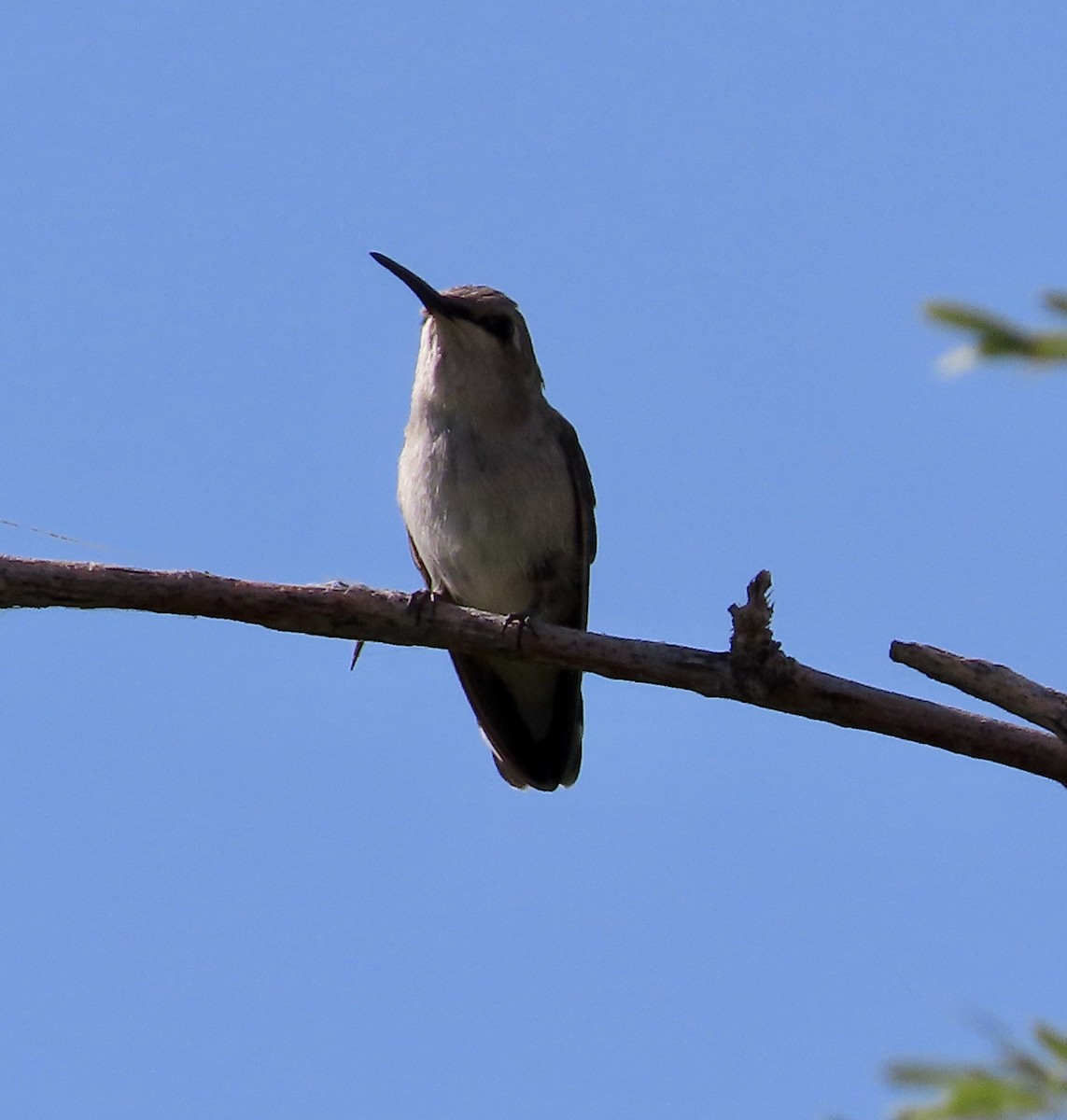 Black-chinned Hummingbird - ML571037721