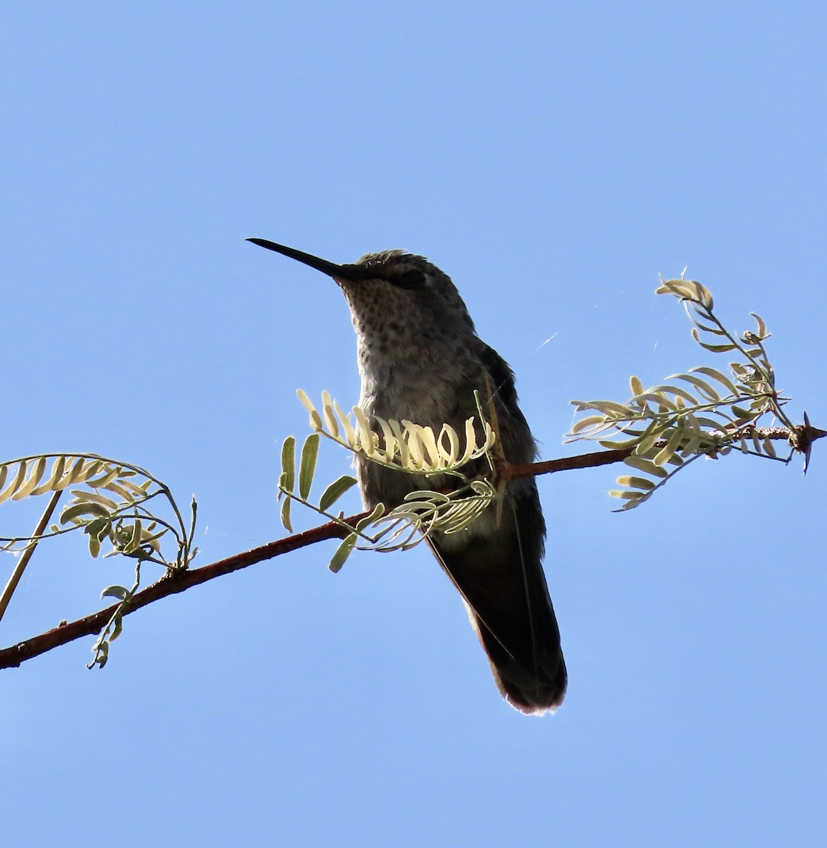 Black-chinned Hummingbird - ML571037731