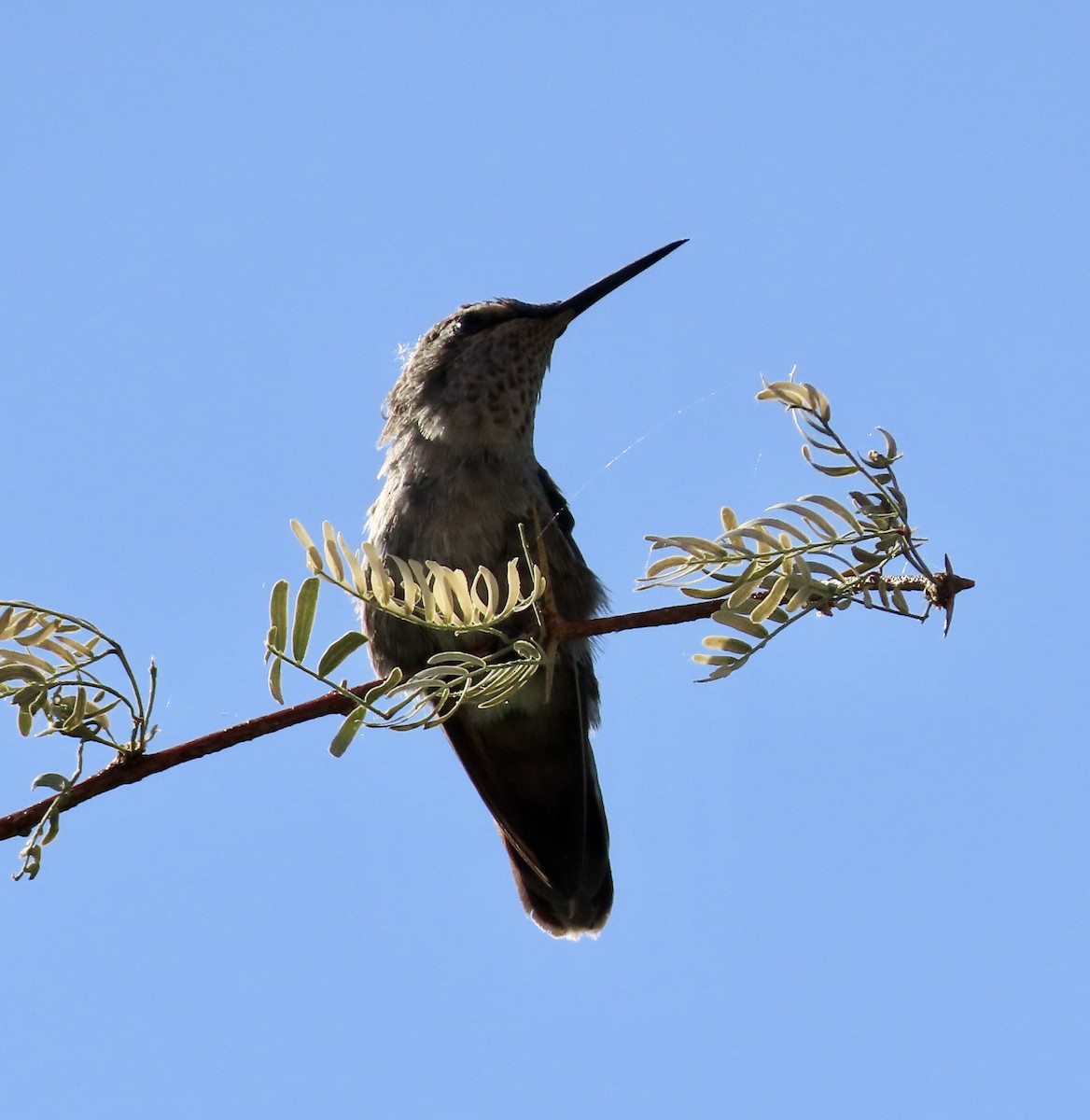 Black-chinned Hummingbird - ML571037741