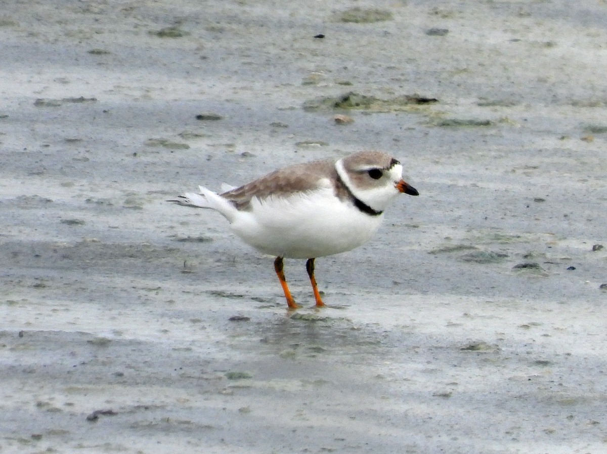 Piping Plover - ML571037751