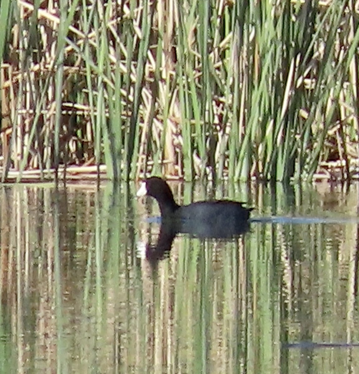 American Coot - ML571037761