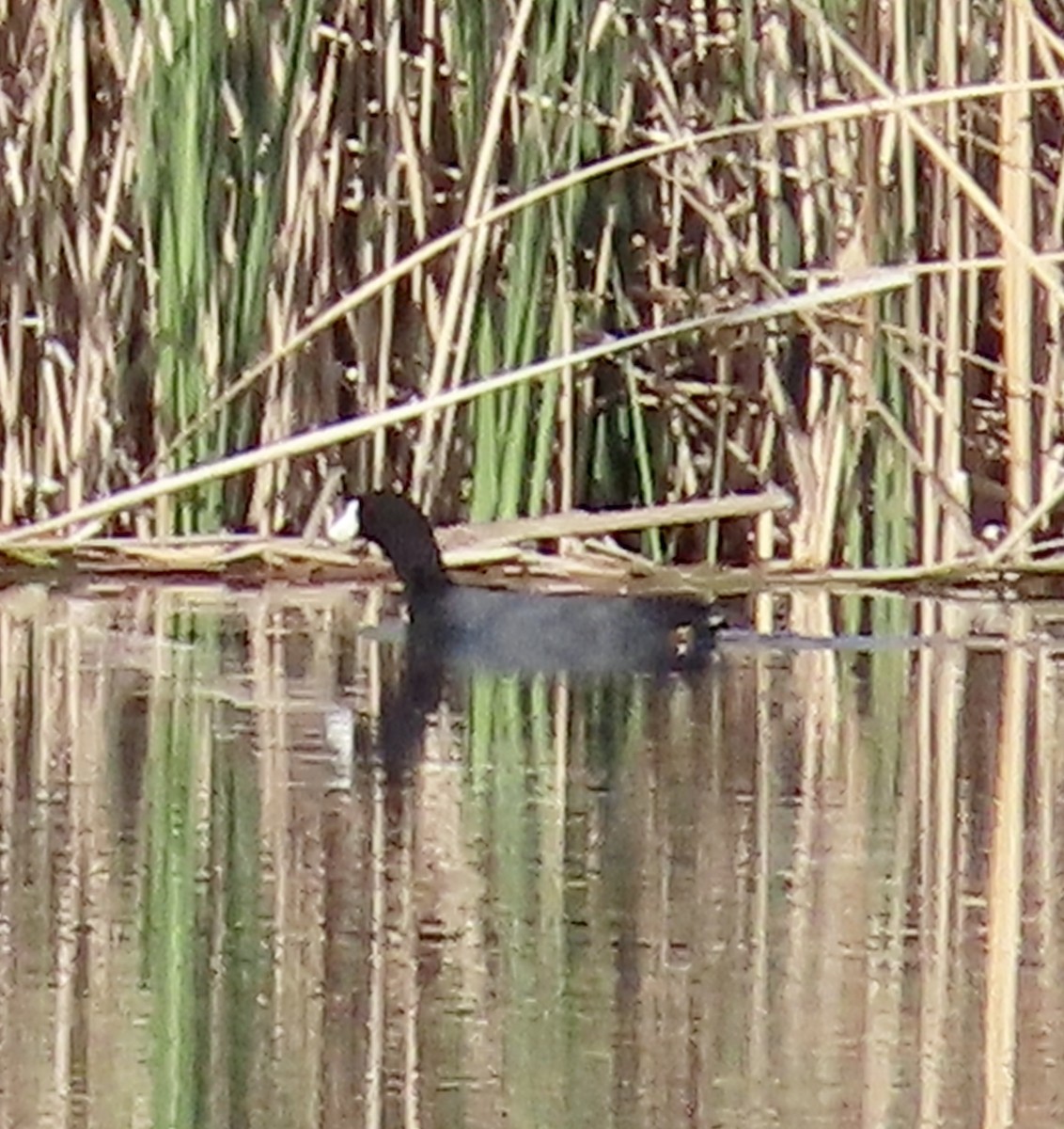 American Coot - ML571037771