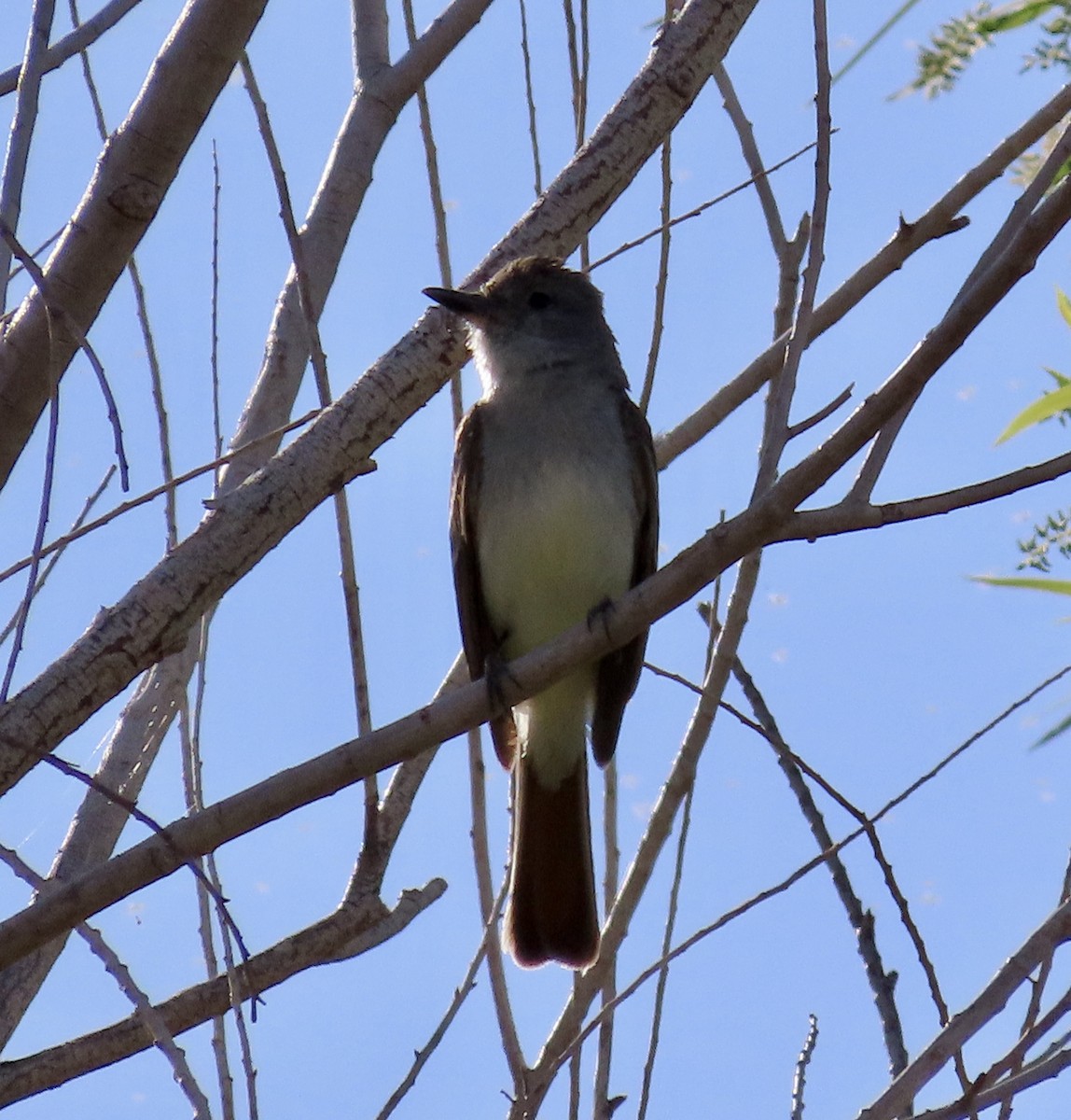 Ash-throated Flycatcher - ML571037821