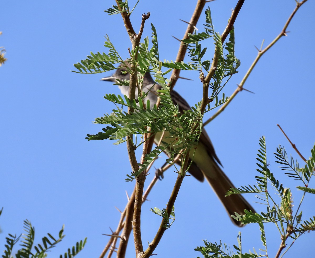 Ash-throated Flycatcher - ML571037831