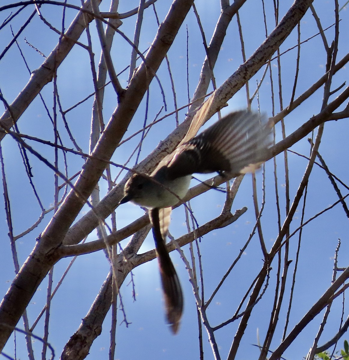 Ash-throated Flycatcher - ML571037841