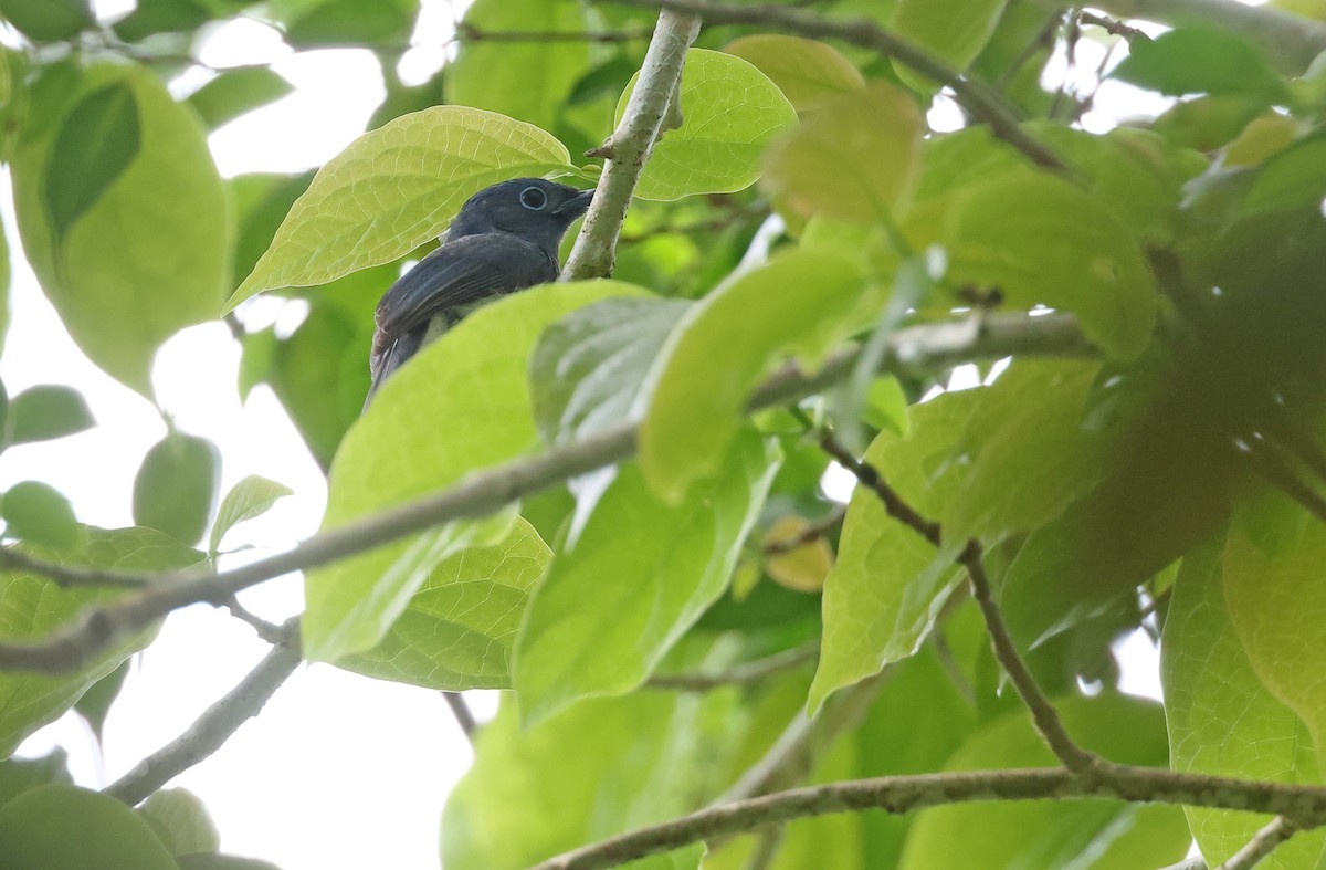 Short-crested Monarch - ML571038041