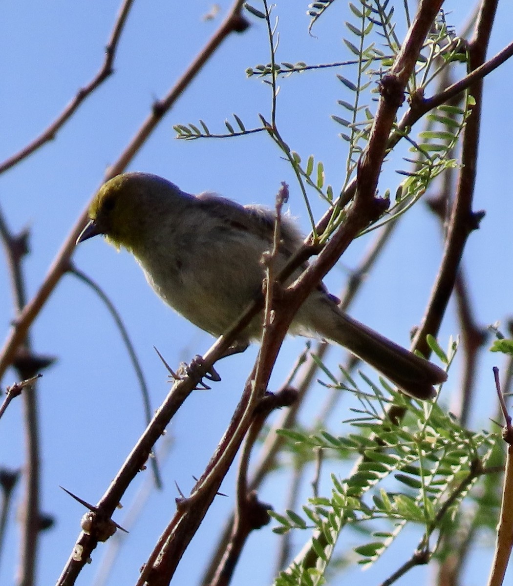 Verdin - ML571038121