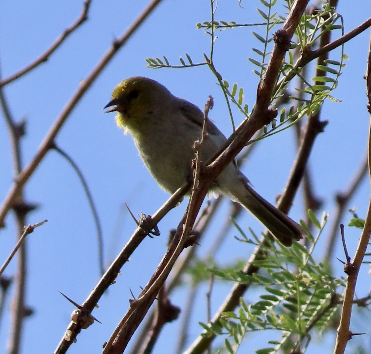 Verdin - George Chrisman