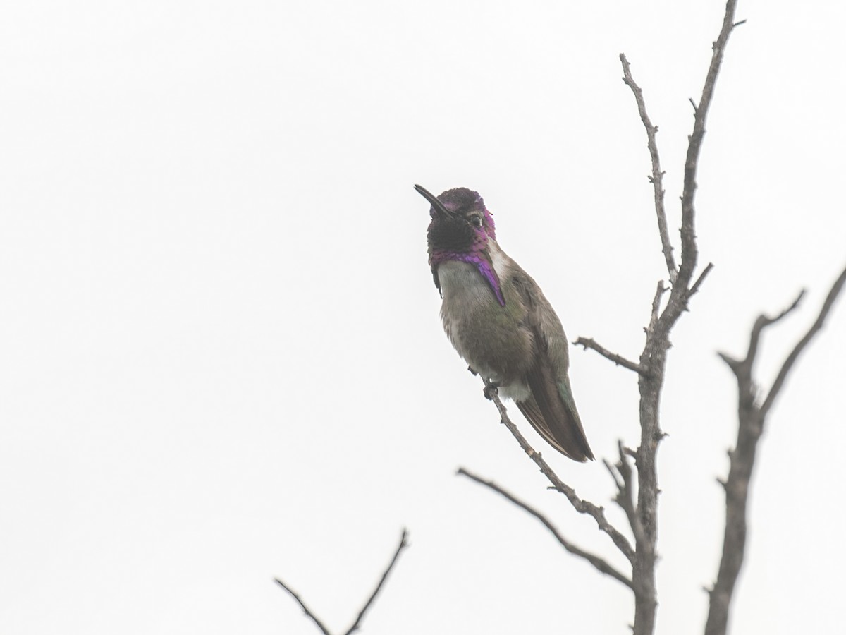 Costa's Hummingbird - Bruce Aird