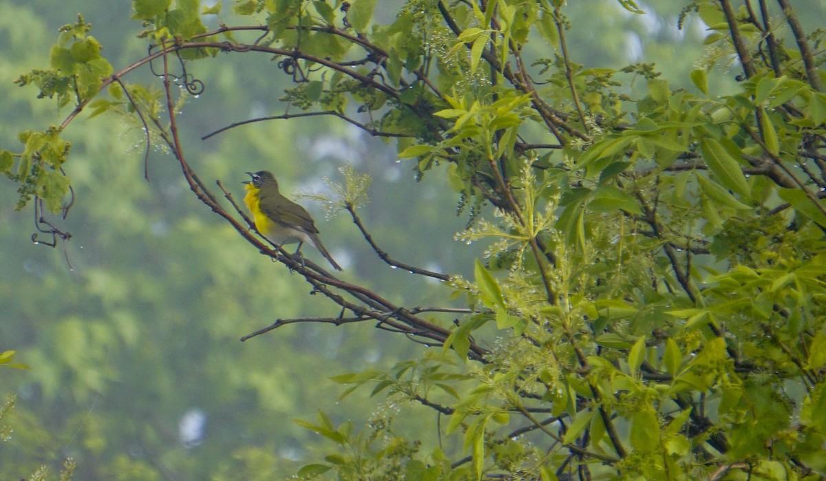 Yellow-breasted Chat - ML571039451