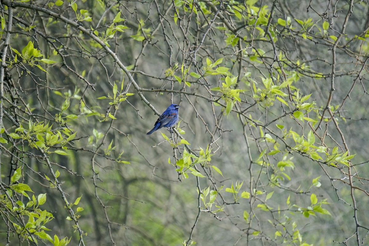 Blue Grosbeak - ML571039481