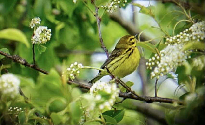 Prairie Warbler - ML571039501