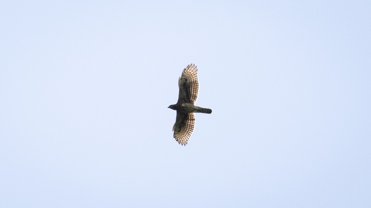 Cassin's Hawk-Eagle - ML571039711