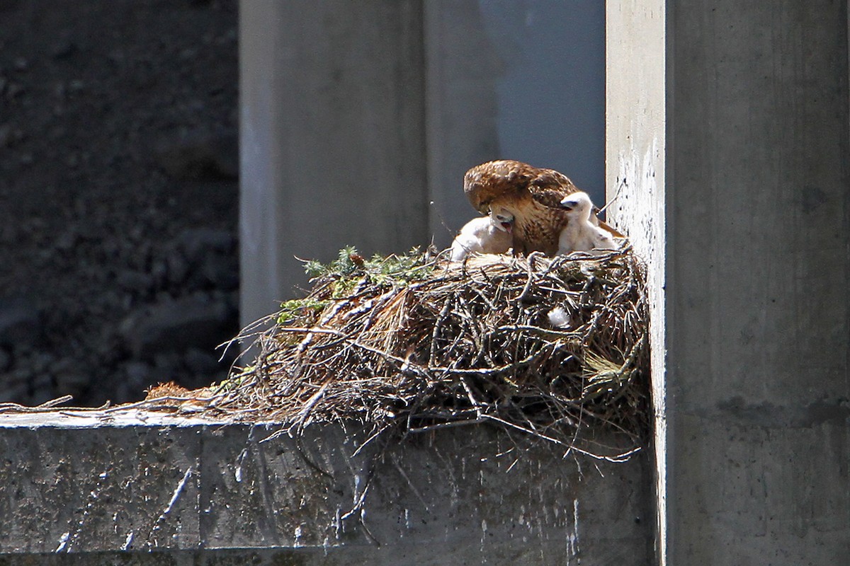 Red-tailed Hawk (calurus/alascensis) - ML571039741