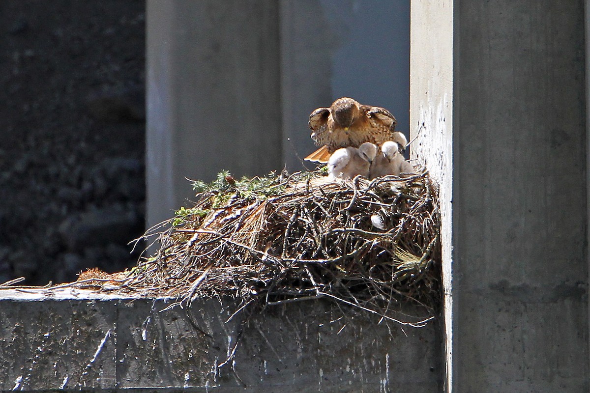 Red-tailed Hawk (calurus/alascensis) - ML571039791