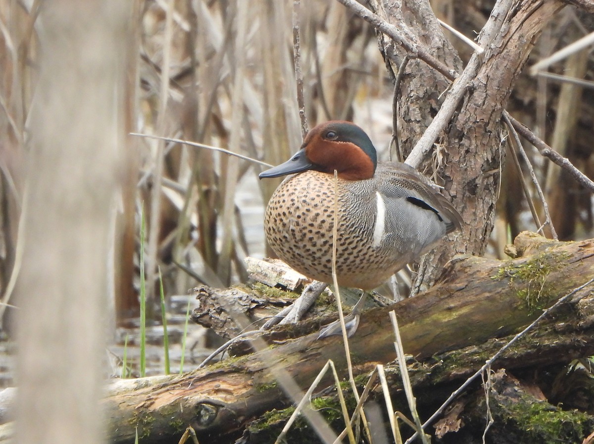 Green-winged Teal - ML571039841