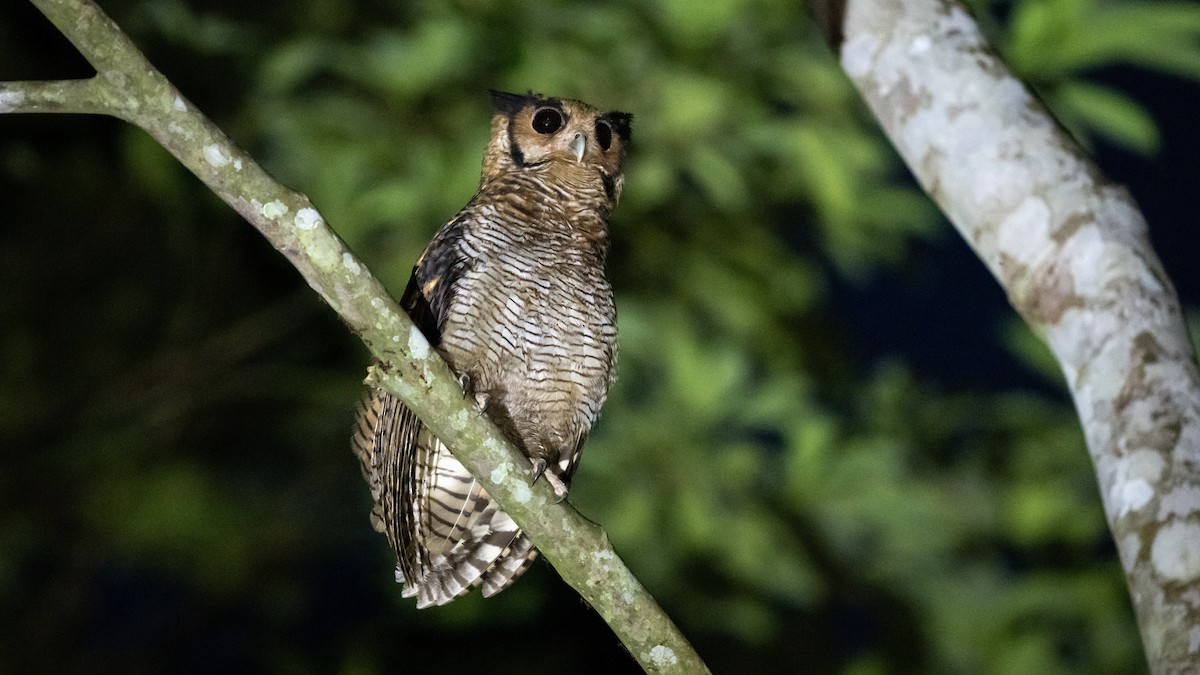 Fraser's Eagle-Owl - ML571039961