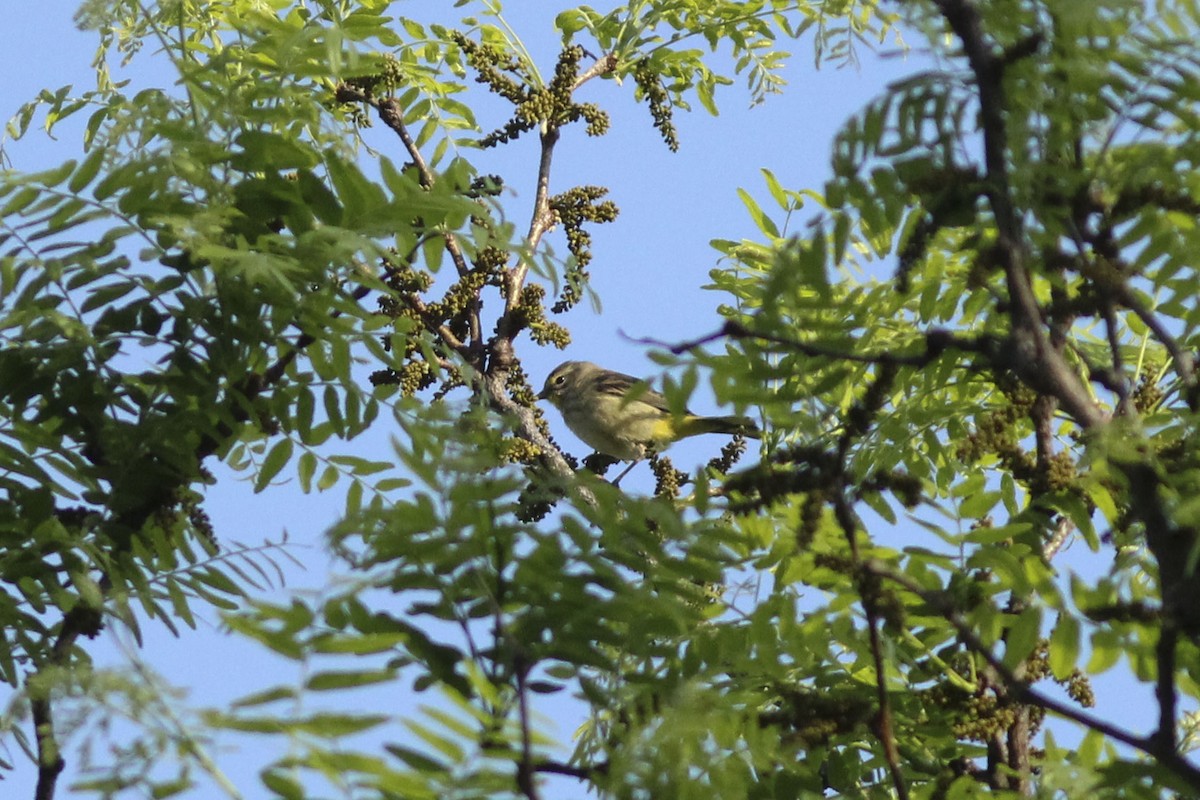 Palm Warbler (Western) - ML571040901