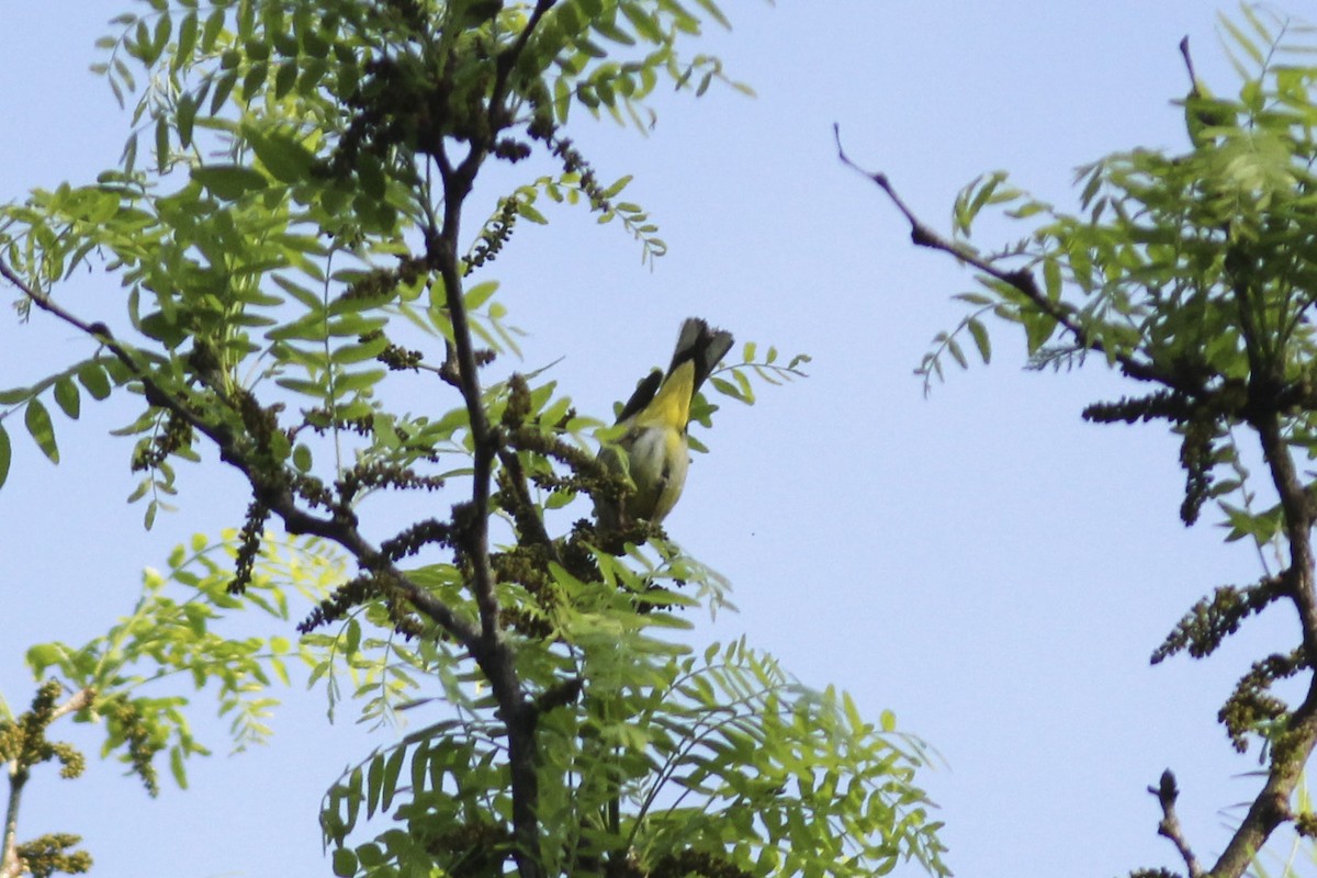 Palm Warbler (Western) - ML571040911