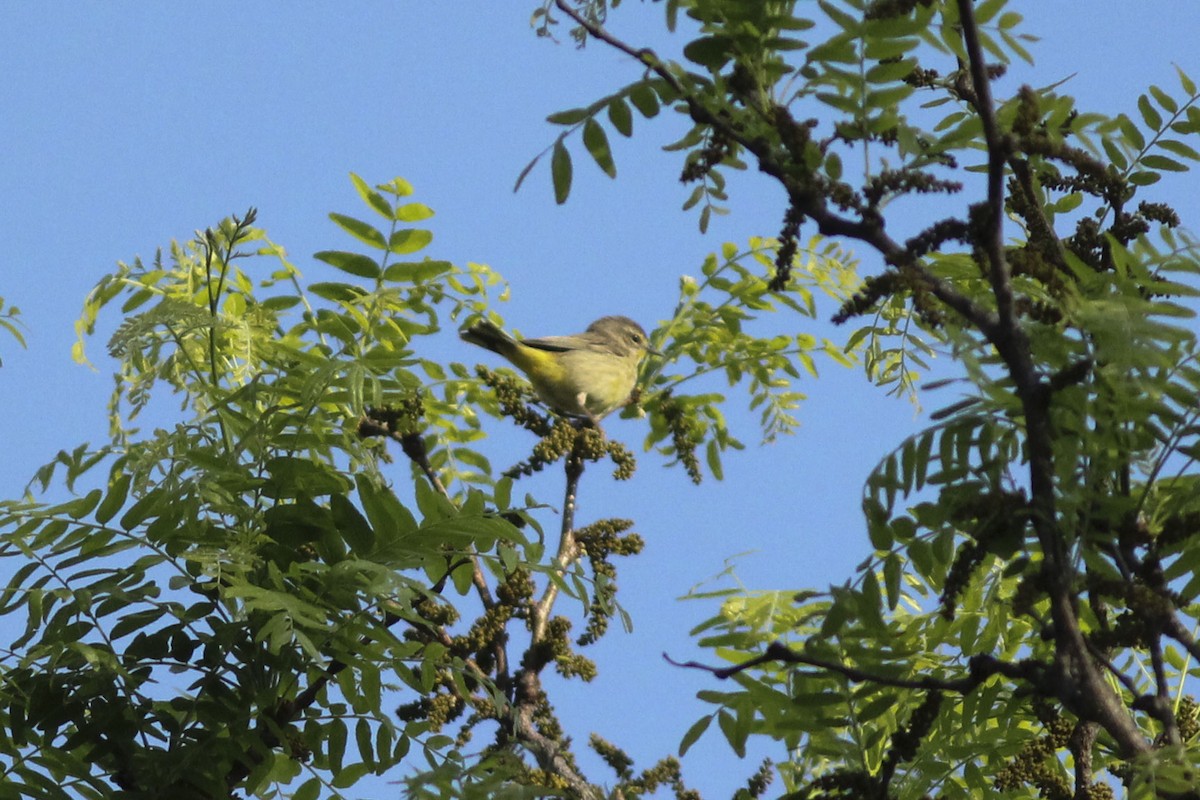 Palm Warbler (Western) - ML571040921