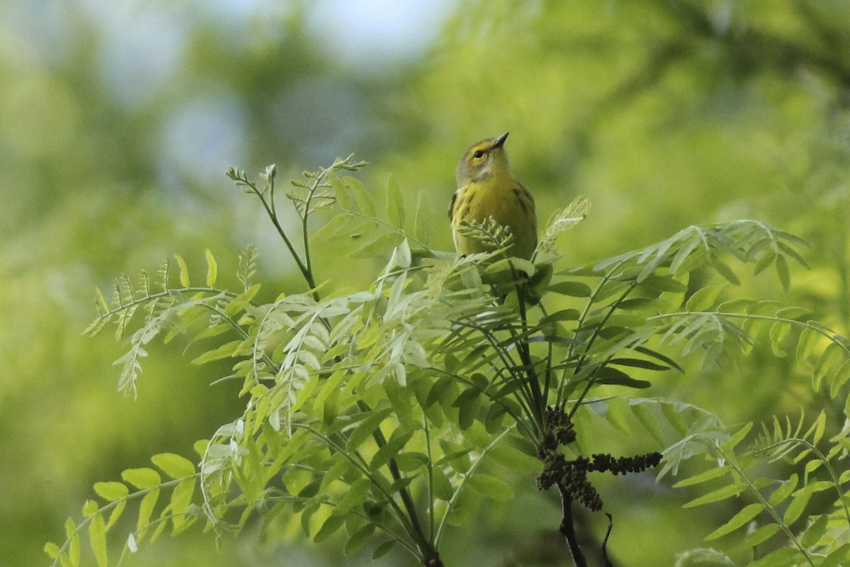 Prairie Warbler - ML571040971