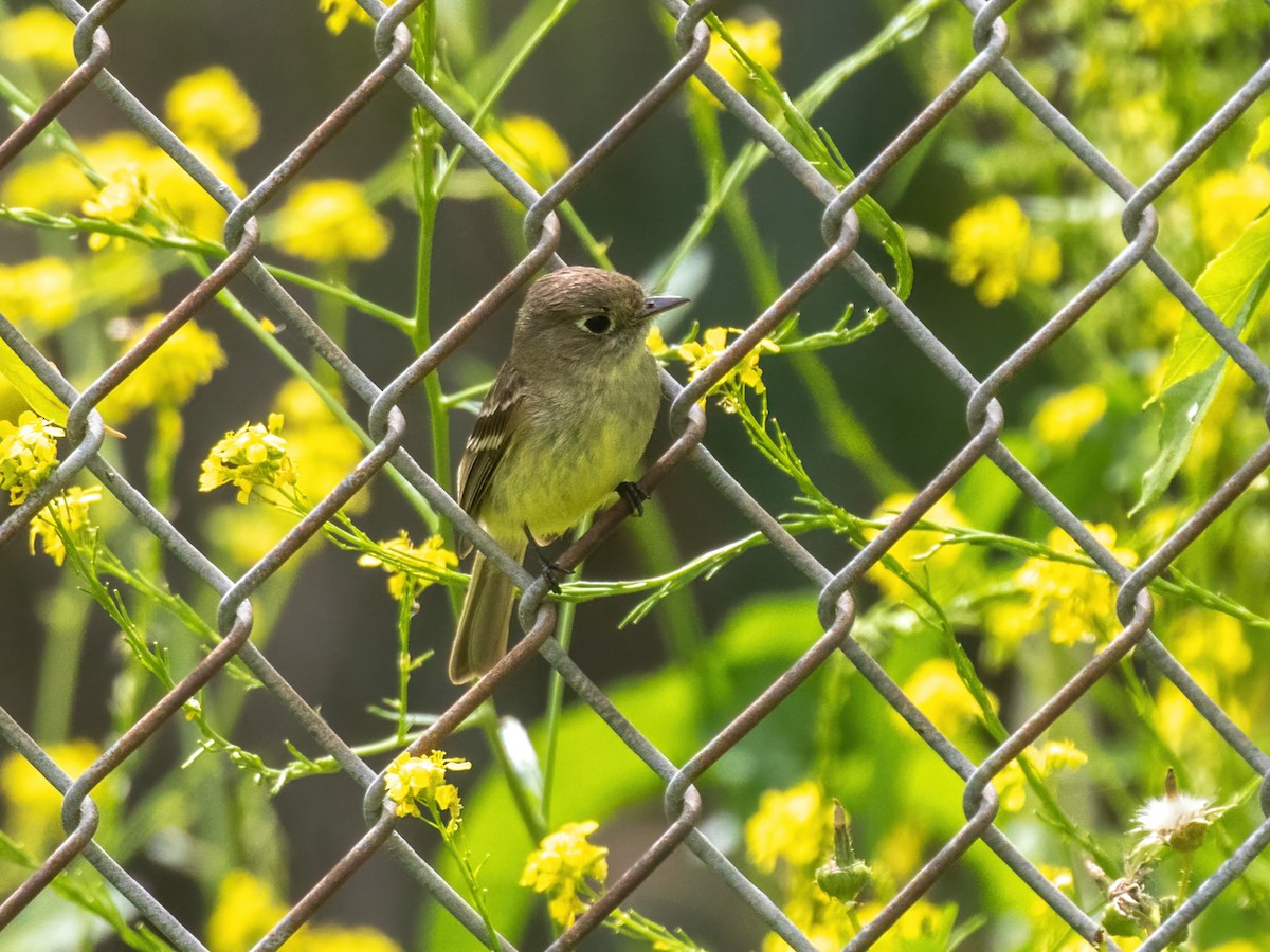 Hammond's Flycatcher - Bruce Aird