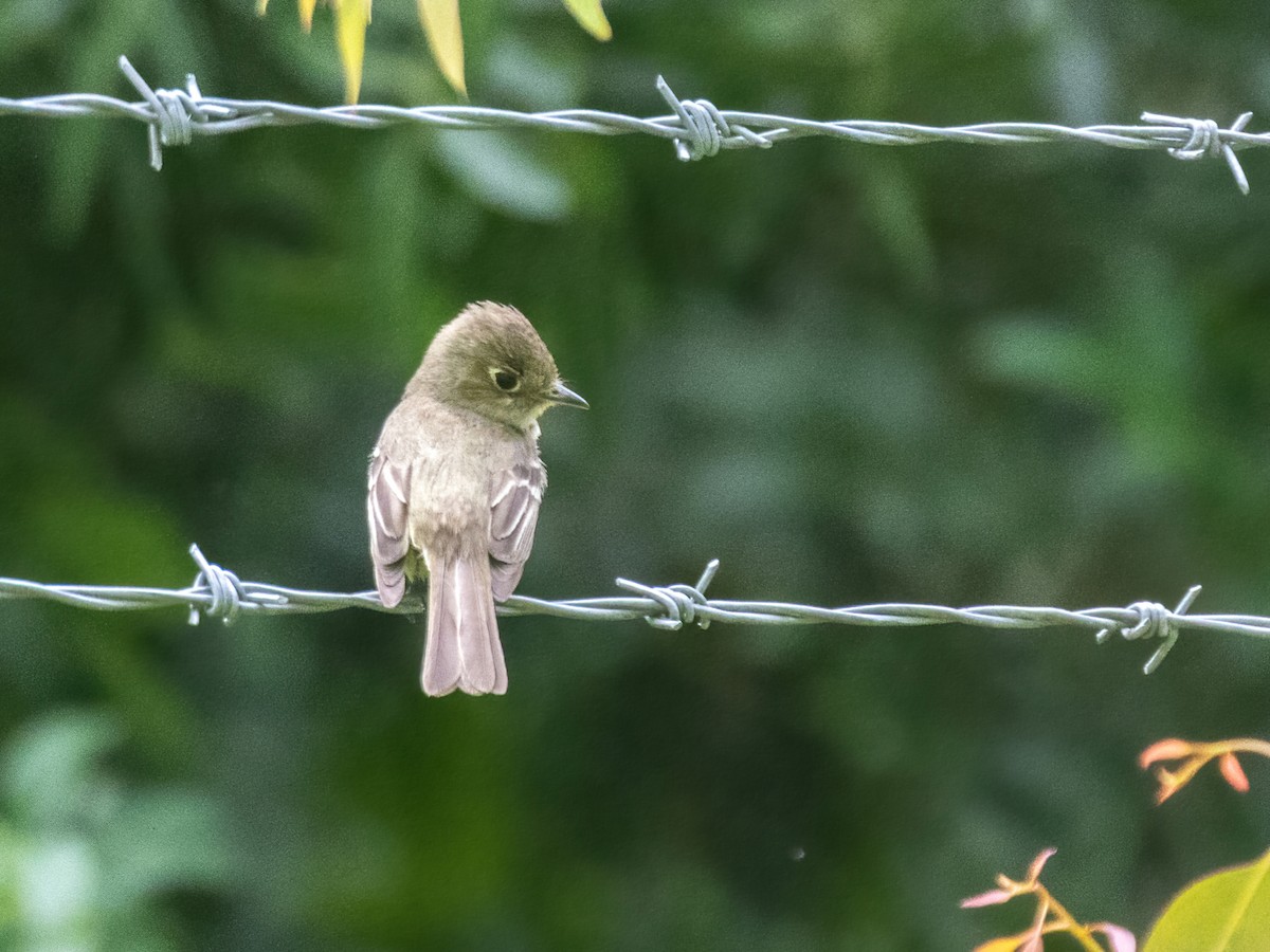 Hammond's Flycatcher - ML571041011