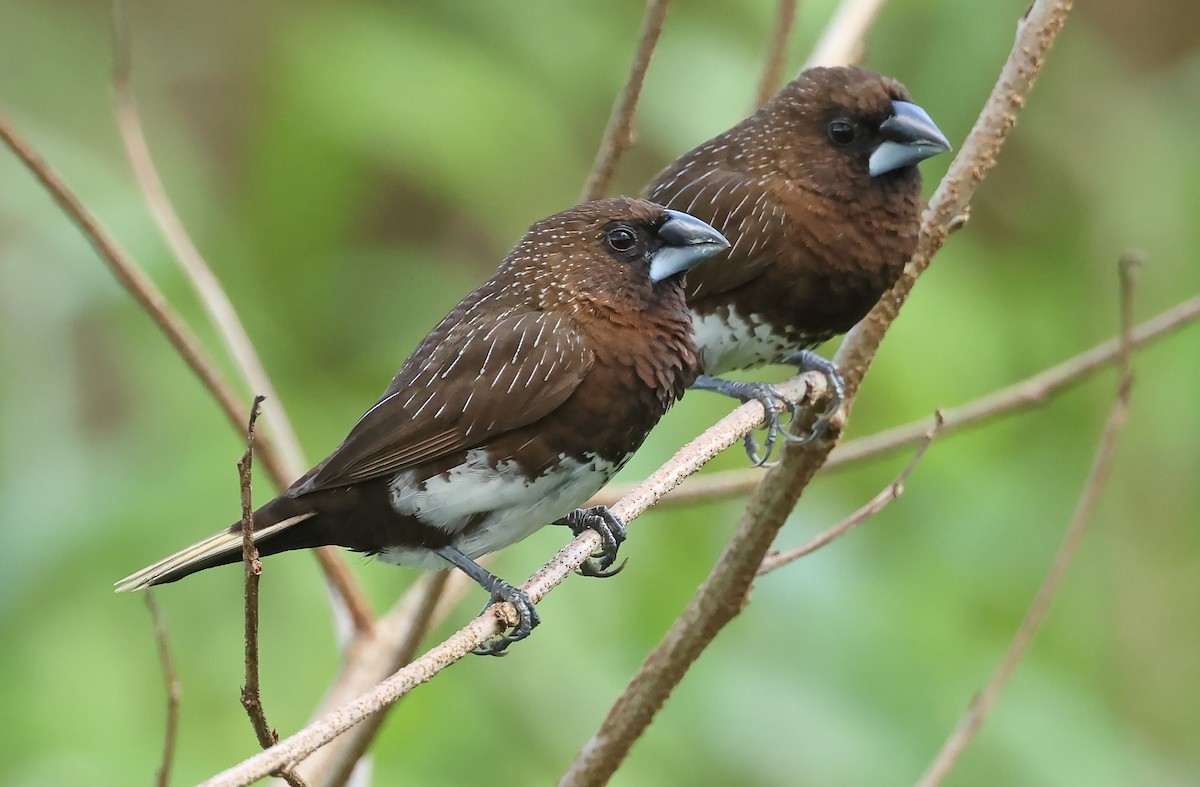 White-bellied Munia - ML571041521