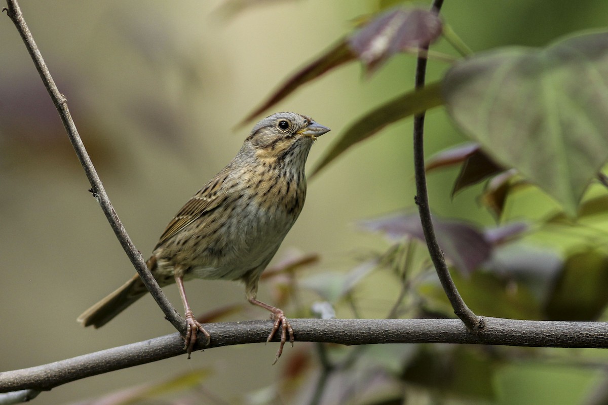 Lincoln's Sparrow - Mohammed Alomeri