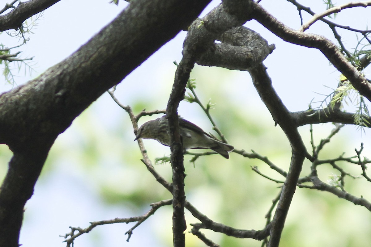Paruline tigrée - ML571041951