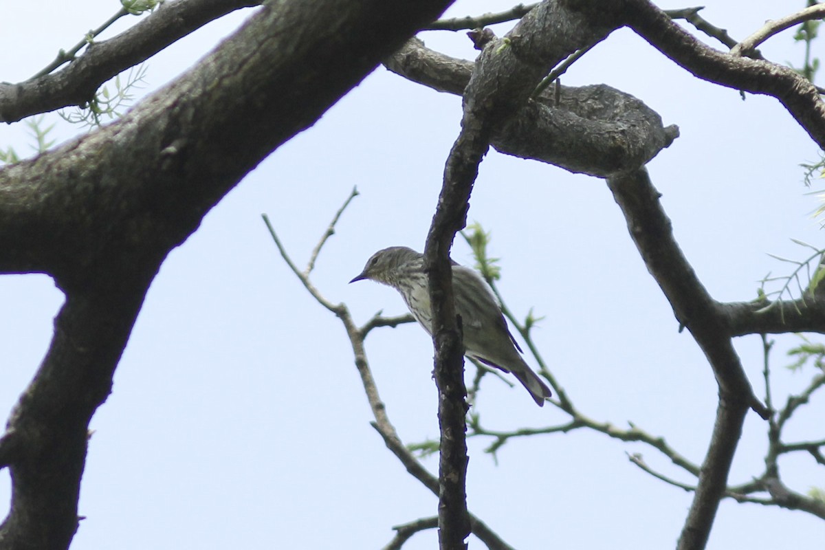 Paruline tigrée - ML571041961