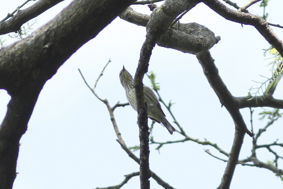 Paruline tigrée - ML571041971