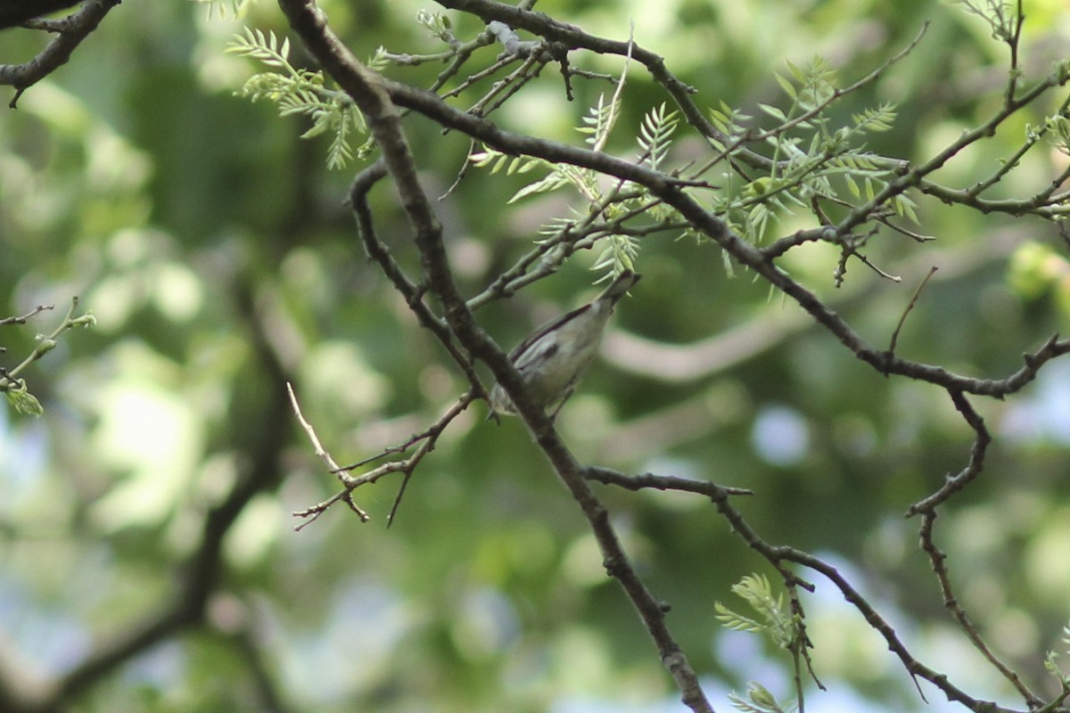 Paruline tigrée - ML571041981