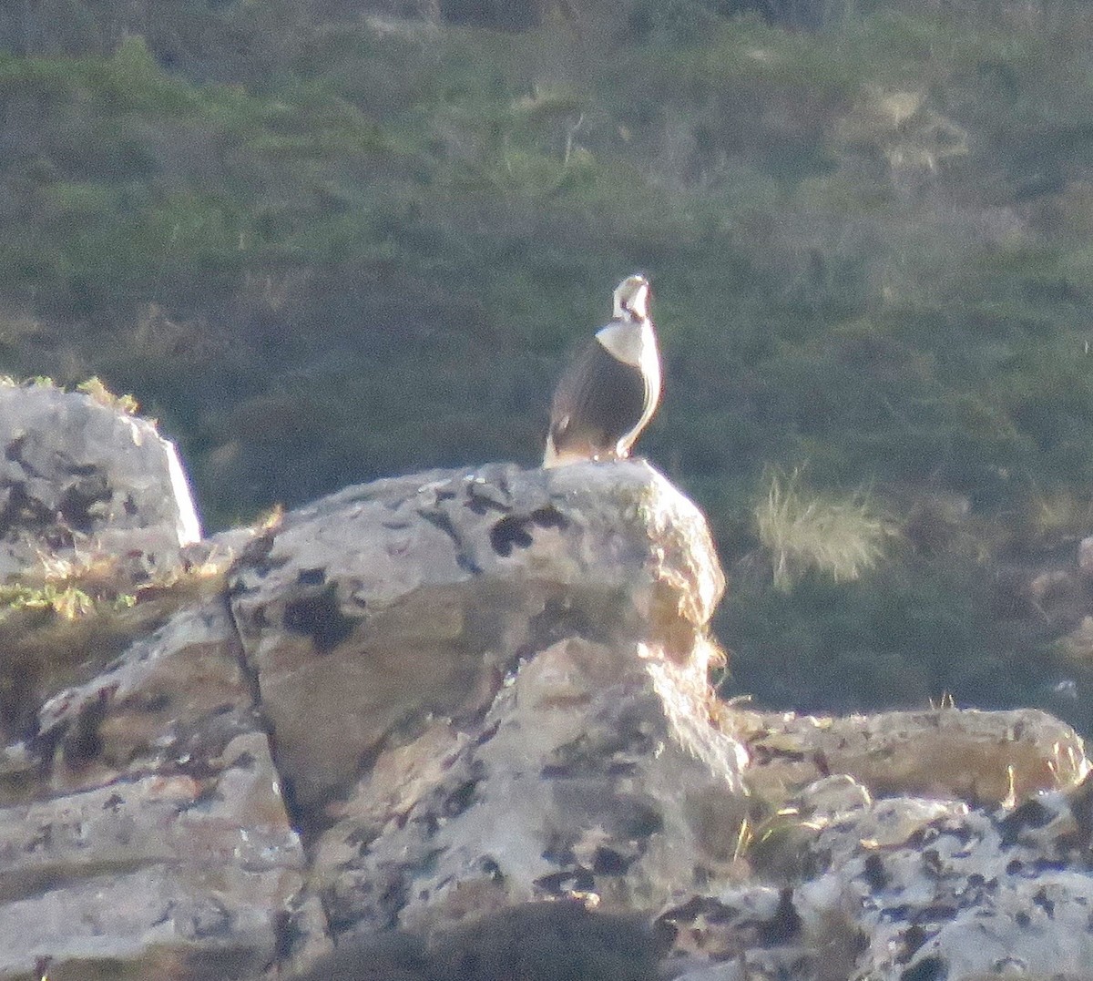 Himalayan Snowcock - ML57104331