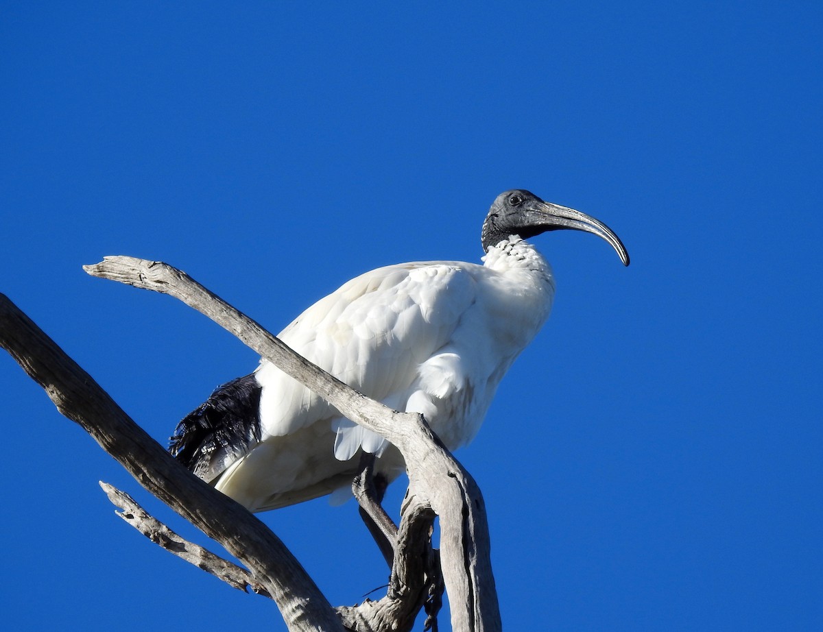 ibis australský - ML57104411
