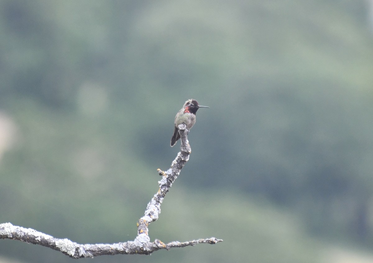 Anna's Hummingbird - ML571044951