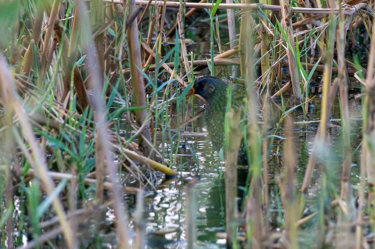 Spotted Crake - ML571045111