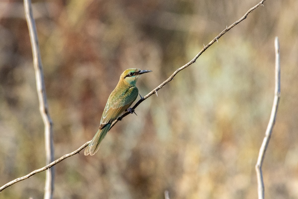 Arabian Green Bee-eater - ML571045341