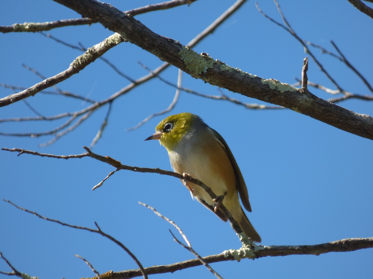 Silvereye - ML57104591