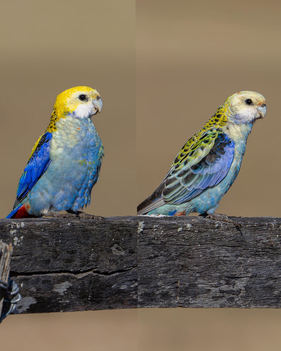 Pale-headed Rosella - Bernadett Kery