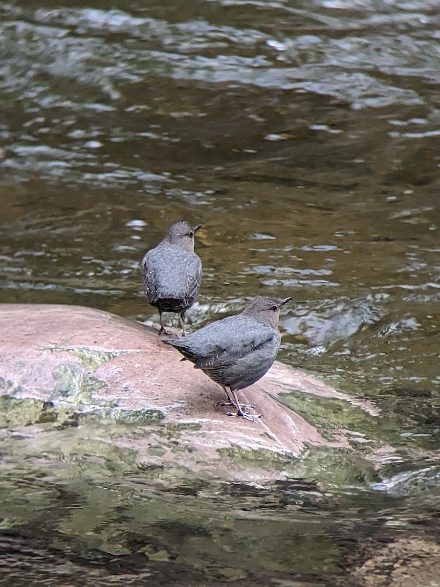 American Dipper - Adam Mitchell