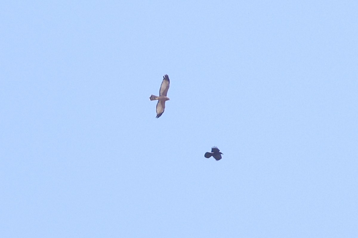 Spotted Harrier - ML571047411