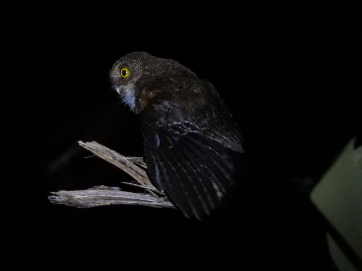 Себуанская иглоногая сова - ML571048351
