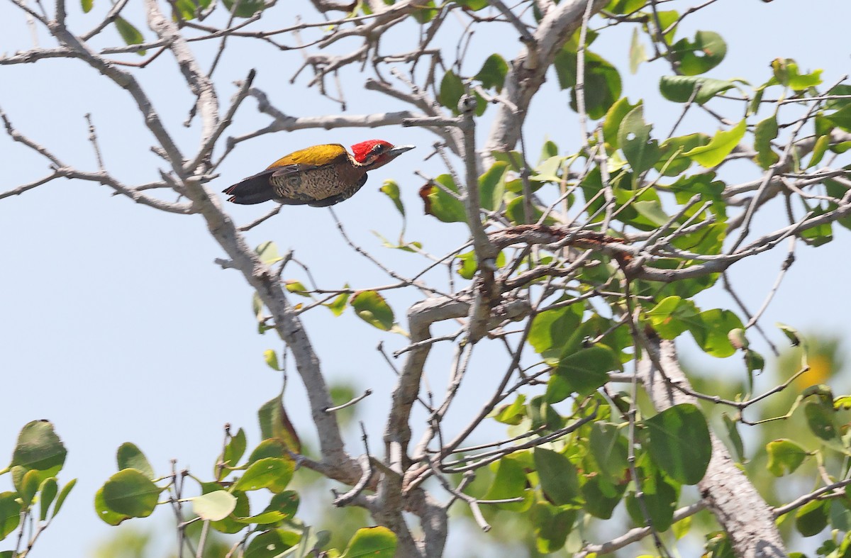 Spot-throated Flameback - Robert Hutchinson