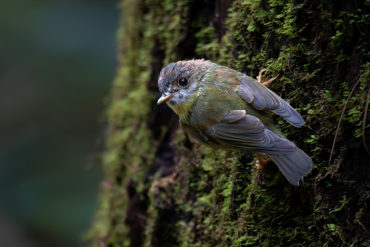 Pale-yellow Robin - ML571048661