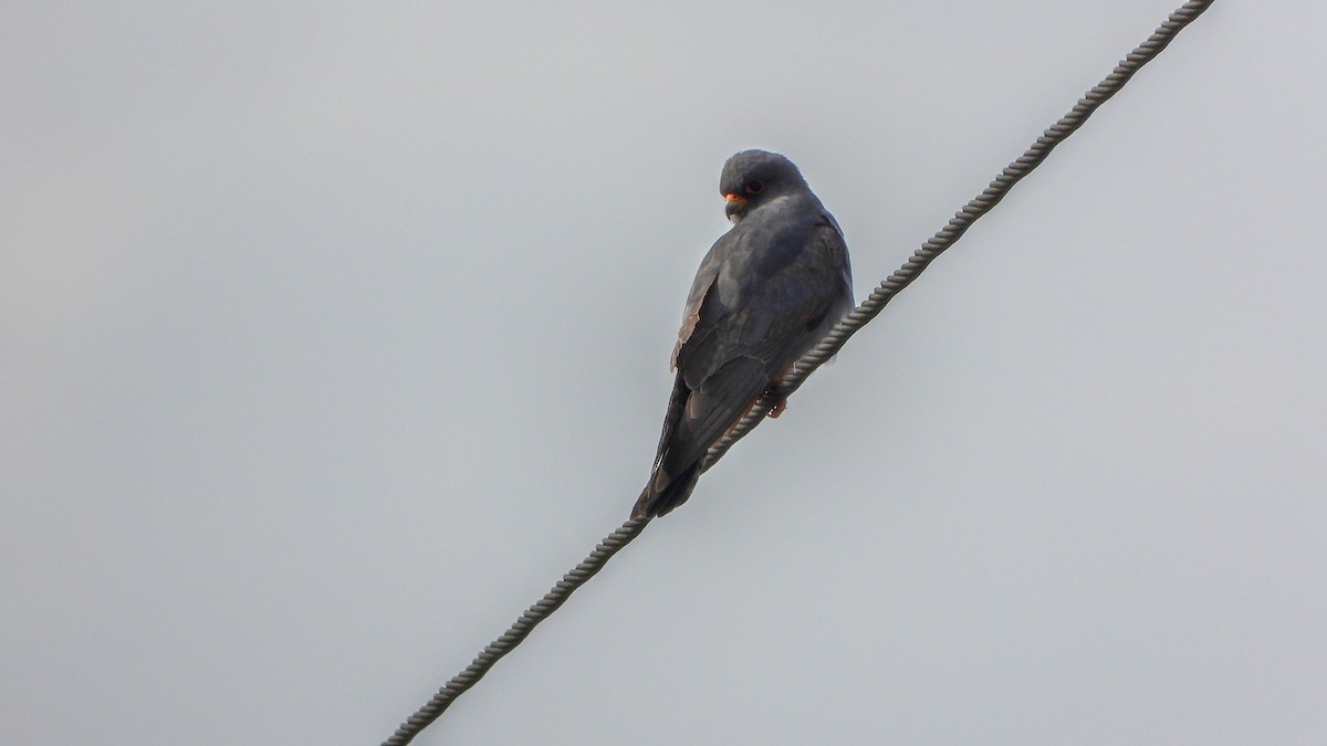 Red-footed Falcon - Patrik Spáčil