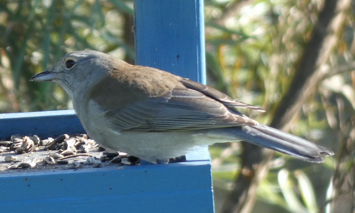 Gray Shrikethrush - ML571049471