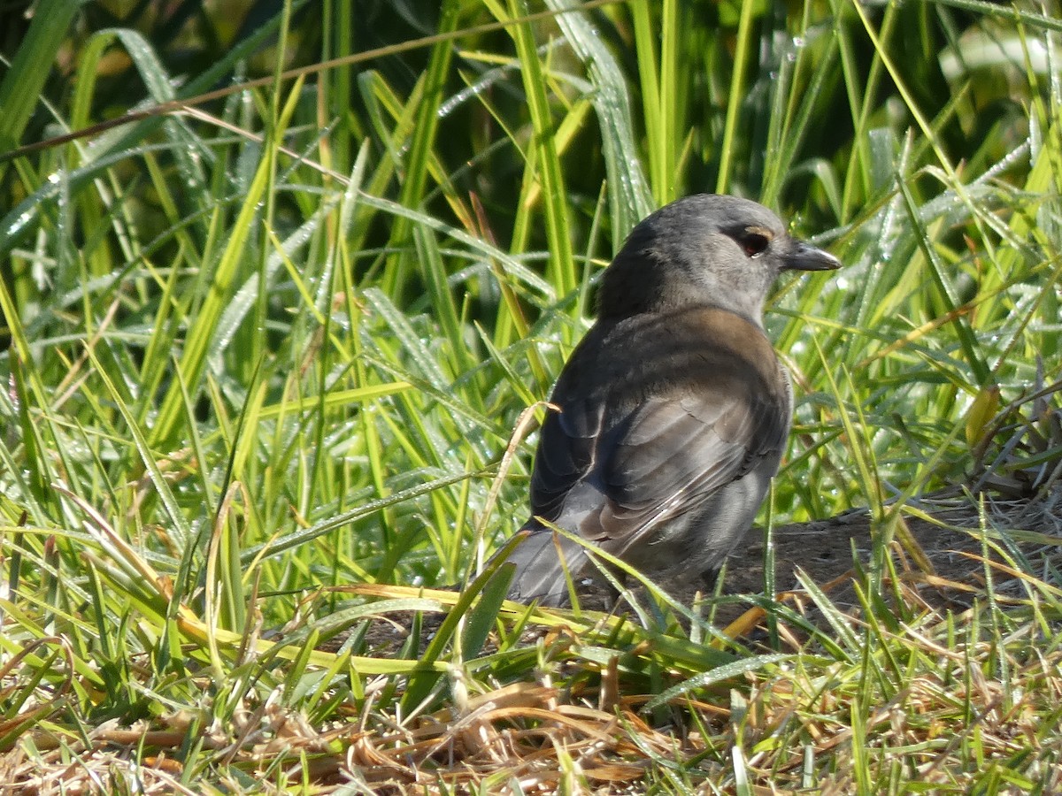 Gray Shrikethrush - ML571049571