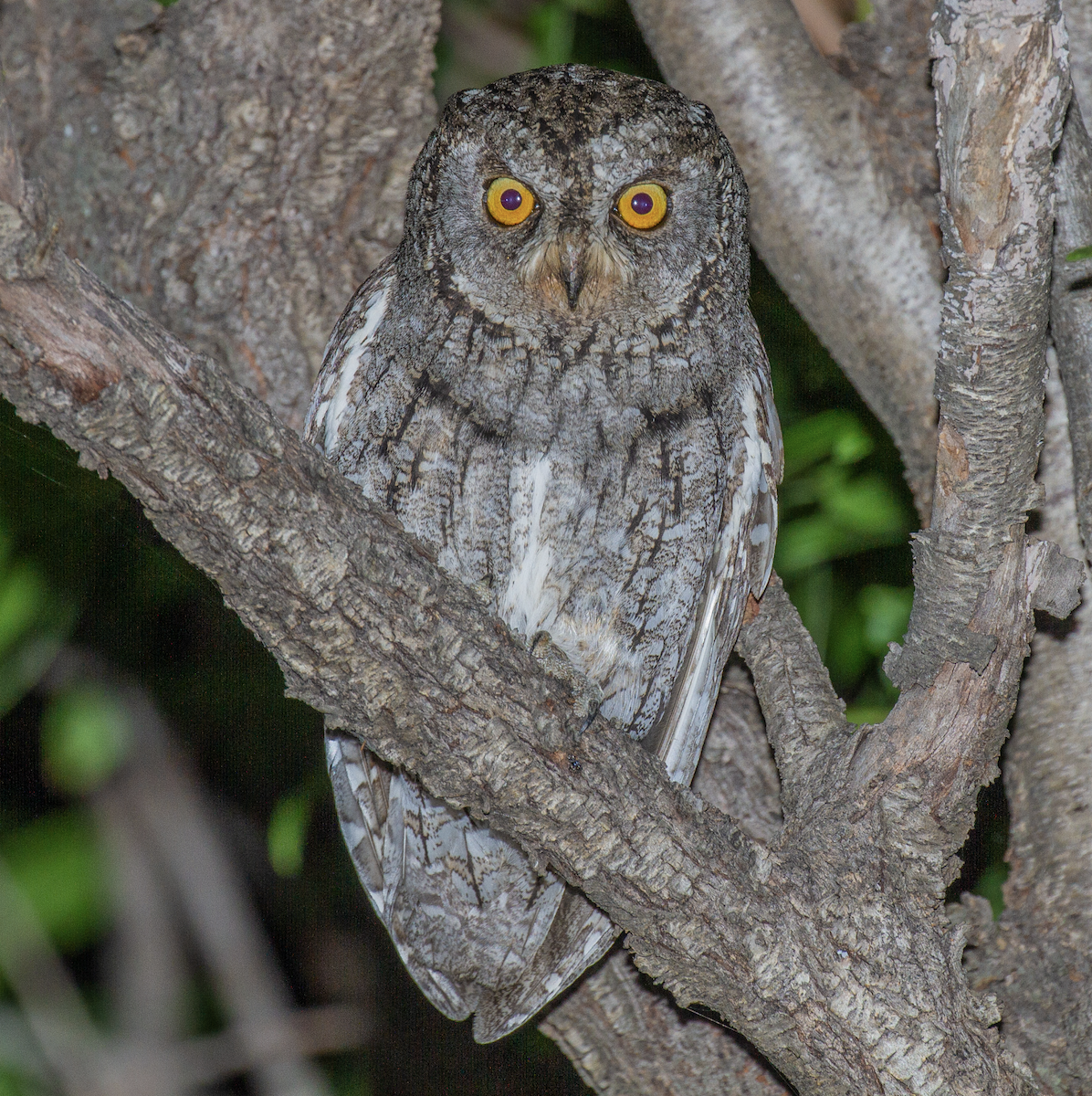 Cyprus Scops-Owl - Ian Merrill