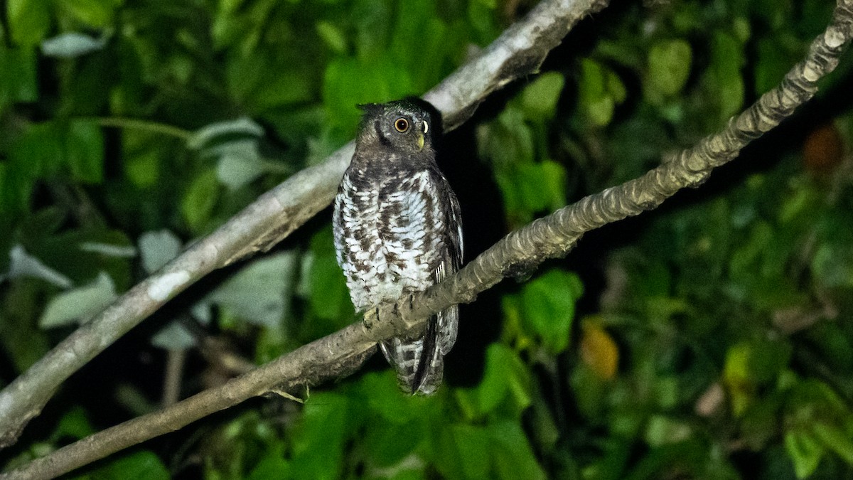 Akun Eagle-Owl - ML571050281